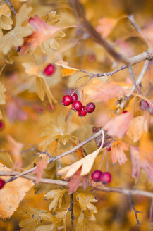 Weißdorn mit roten Beeren und Herbstlaub - CZF000226