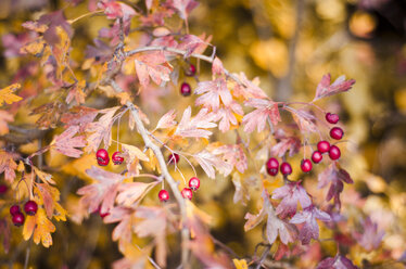 Whitethorn with red berries and autumn leaves - CZF000227