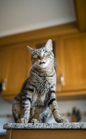 Tabby-Katze sitzt auf Küchenarbeitsplatte und leckt Zunge, lizenzfreies Stockfoto