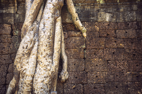 Kambodscha, Baum überwuchert Mauer in der Tempelanlage von Angkor Thom, lizenzfreies Stockfoto