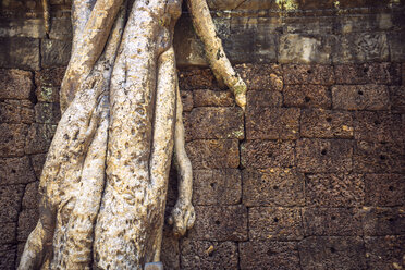 Kambodscha, Baum überwuchert Mauer in der Tempelanlage von Angkor Thom - EHF000284