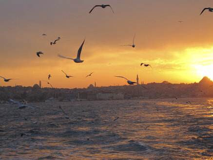 Türkei, Istanbul, Möwen fliegen bei Sonnenuntergang über dem Bosporus - JMF000358