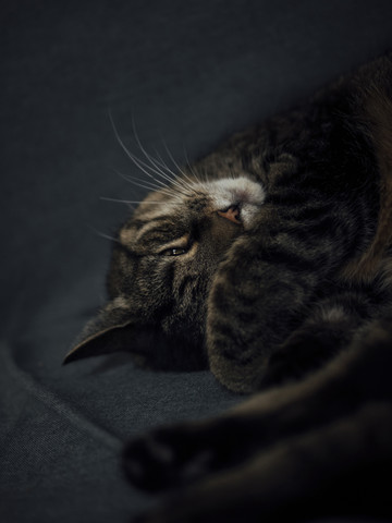 Schlafende Katze, die ihr Gesicht hinter einer Pfote versteckt, lizenzfreies Stockfoto