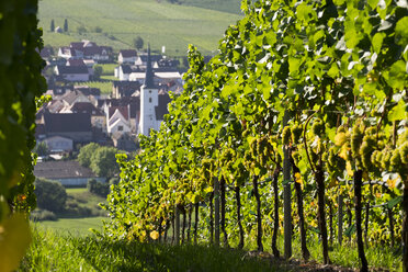 Deutschland, Unterfranken, Escherndorf, umgeben von Weinbergen - SIEF006812