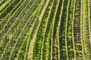 Deutschland, Unterfranken, Weinberge bei Escherndorf - SIEF006816