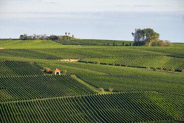 Deutschland, Unterfranken, Weinberge am Kreuzberg bei Nordheim - SIEF006826