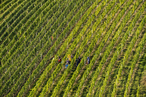 Deutschland, Unterfranken, Weinlese im Weinberg bei Escherndorf - SIEF006830