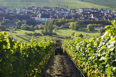 Deutschland, Unterfranken, Weinlese bei Nordheim - SIE006832