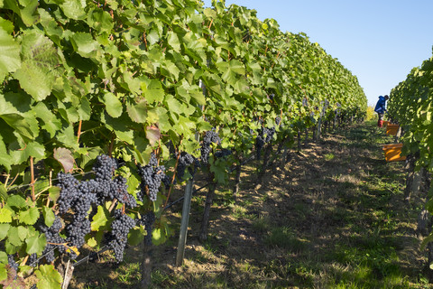 Deutschland, Unterfranken, Weinlese in einem Weinberg bei Eschernndorf, lizenzfreies Stockfoto