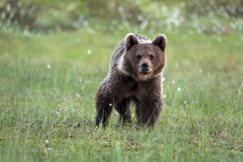 Finnland, Kuhmo, Braunbär auf einer Wiese stehend - ZC000348