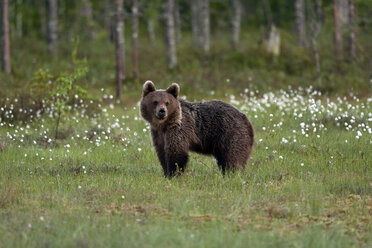 Finnland, Kuhmo, Braunbär auf einer Wiese stehend - ZC000350