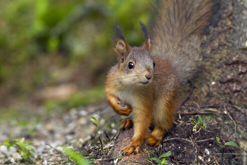 Porträt eines Eichhörnchens - ZCF000352
