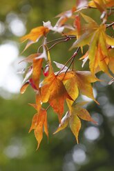 Twig with autumn leaves - JTF000710