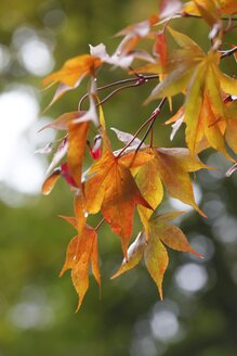 Zweig mit Herbstlaub - JTF000710