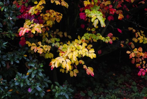 Herbstfarben eines Busches, lizenzfreies Stockfoto