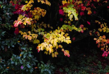 Herbstfarben eines Busches - JTF000711