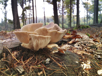 Indische Auster, Pleurotus pulmonarius Pilz - ALF000613