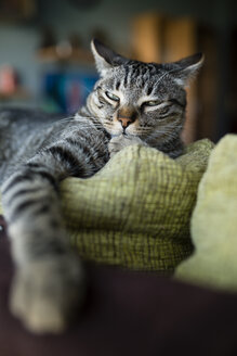 Porträt einer getigerten Katze, die auf der Rückenlehne einer Couch schläft - RAEF000582