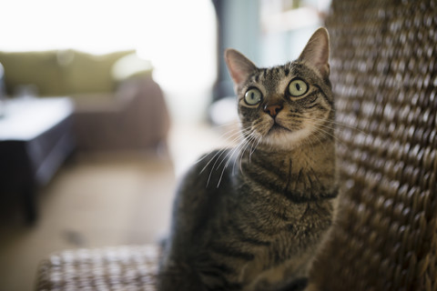 Porträt einer auf einem Korbstuhl sitzenden Katze mit Stern, lizenzfreies Stockfoto