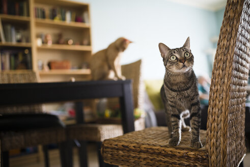 Getigerte Katze auf Korbstuhl stehend, während das Kätzchen auf dem Tisch im Hintergrund sitzt - RAEF000590