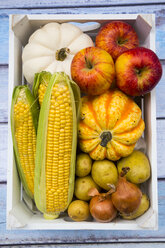 Different organic vegetables and apples in box, autumnally - LVF004062