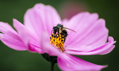 Honigbiene auf rosa mexikanischer Aster - MGOF000952