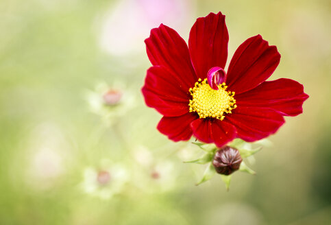 Rote mexikanische Aster - MGOF000954