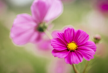 Rosa mexikanische Aster - MGOF000956