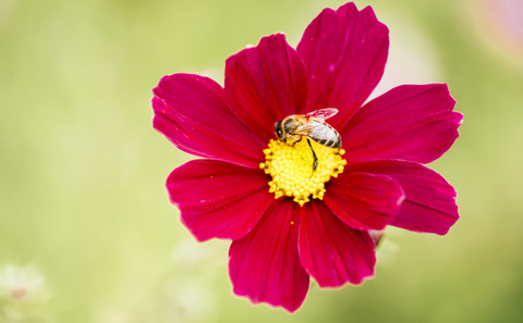Honigbiene auf roter mexikanischer Aster, lizenzfreies Stockfoto