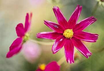 Rosa mexikanische Aster - MGOF000959