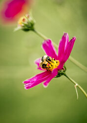 Honigbiene auf rosa mexikanischer Aster - MGOF000964