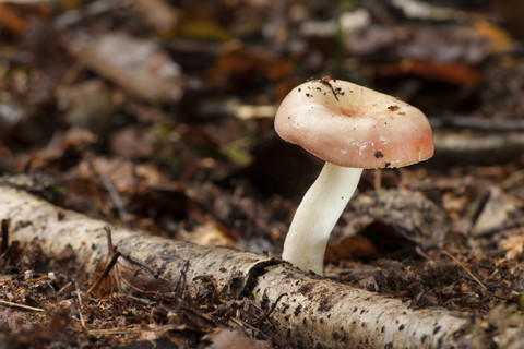 Deutschland, Russula paludosa, lizenzfreies Stockfoto