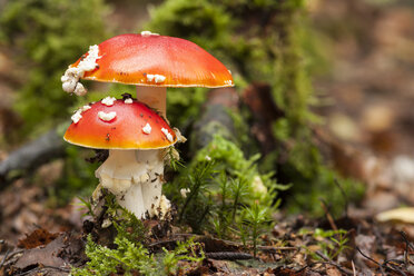 Two fly agarics - ALF000616