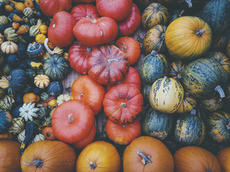 Assortment of pumpkins - ELF001690