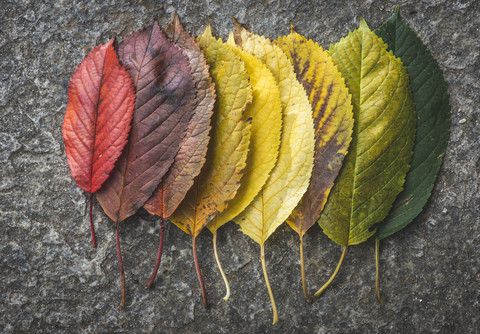 Verschiedene Herbstblätter, lizenzfreies Stockfoto