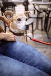 Spain, Gijon, Young woman sitting in pavement cafe, tickling her dog - MGOF000980
