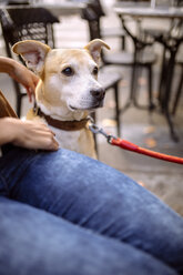 Spanien, Gijon, Junge Frau sitzt im Straßencafé und kitzelt ihren Hund - MGOF000980