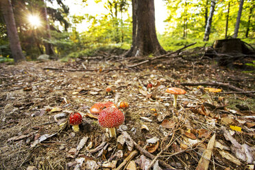 Germany, Saxony, Saxon Schwitzerland, Amanita muscaria in forest near Hinterhermsdorf - FPF000053