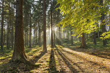 Tschechische Republik, Region Ustecky, Wald in der Böhmischen Schweiz - FPF000054