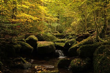 Monbach valley in autumn - PCF000202