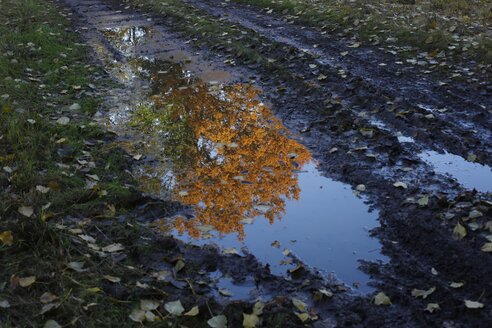 Deutschland, Baum in herbstlichen Farben, der sich in einer Pfütze spiegelt - JTF000713