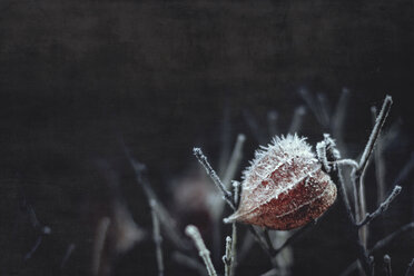 Hoarfrost on Chinese lantern flower - DWIF000629