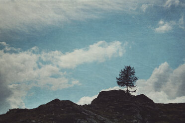 Italien, Valmalenco, einzelner Baum auf Bergrücken - DWIF000631