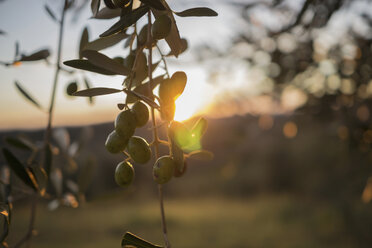 Italy, Tuscany, Maremma, olive tree at sunset - RIBF000322