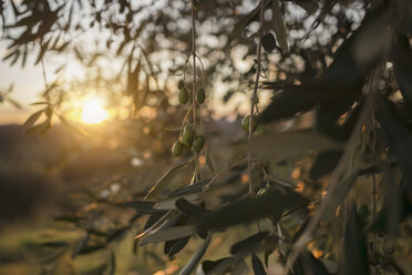 Italy, Tuscany, Maremma, olive tree at sunset - RIBF000323