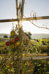 Italien, Toskana, Maremma, Tomaten im Gemüsegarten - RIBF000325