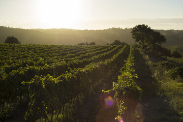 Italien, Toskana, Maremma, Weinberg im Morgenlicht - RIBF000337