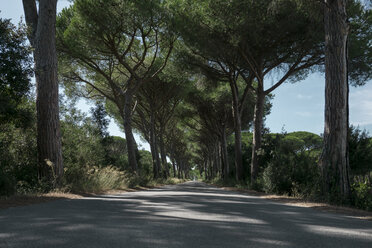 Italy, Tuscany, Maremma, pine-lined road - RIBF000352