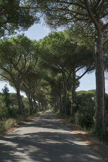 Italien, Toskana, Maremma, Pinienallee - RIBF000353