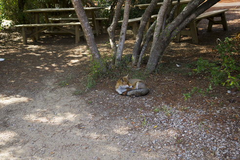 Italien, Toskana, Maremma, Fuchs liegend unter Baum bei Picknickplatz - RIBF000359
